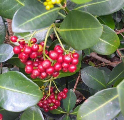 Psychotria capensis subsp. capensis hanging fruit clusters
